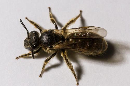 Lasioglossum sp.