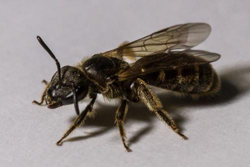 Lasioglossum sp.