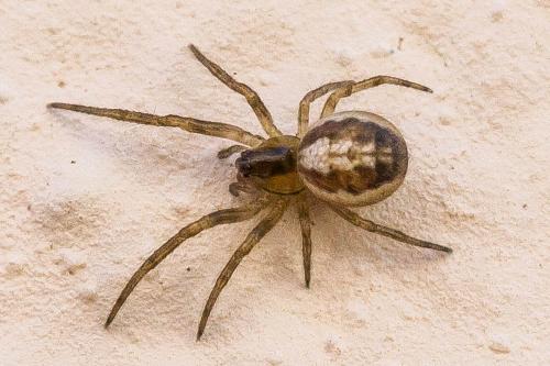 Zygiella x-notata