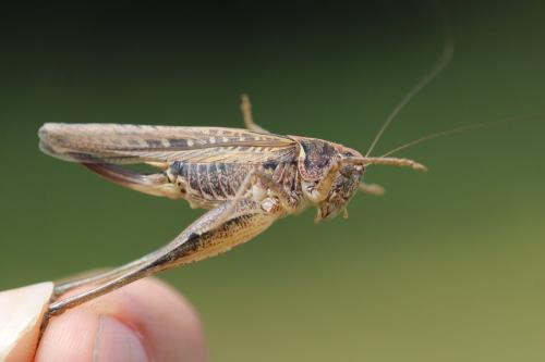 Réf. 305 079 : Platycleis affinis affinis
