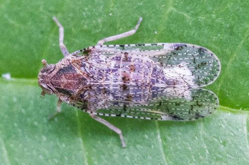 Cixius sp.