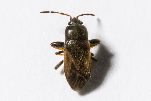 Megalonotus sp.