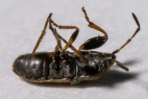 Réf. 305 805 : Megalonotus sp.