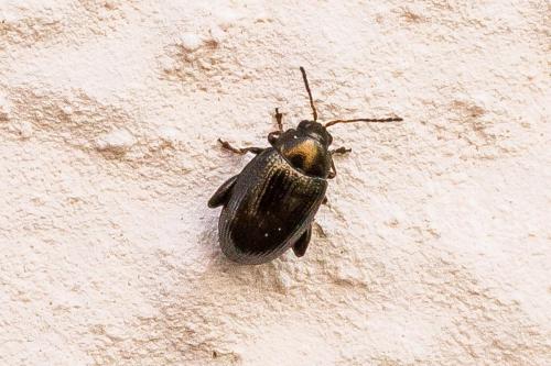 Réf. 305 941 : Chaetocnema sp.