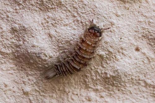 Réf. 305 947 : Polyxenus lagurus