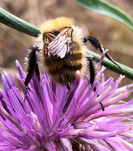 Bombus pascuorum