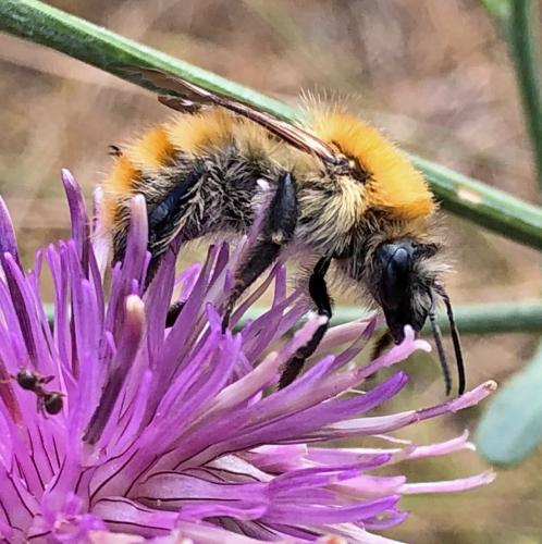 Bombus pascuorum