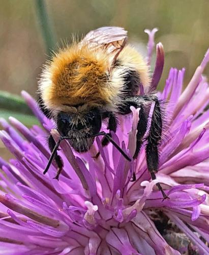 Bombus pascuorum