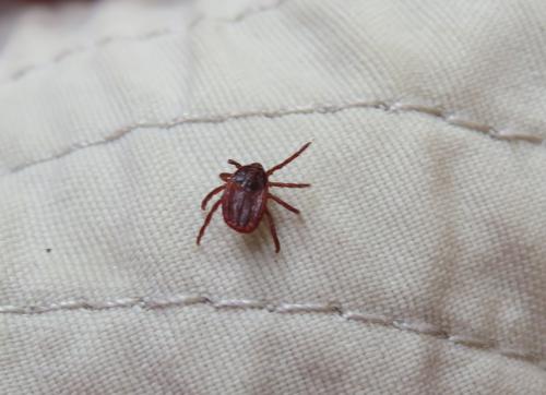Réf. 305 166 : Ixodes sp.