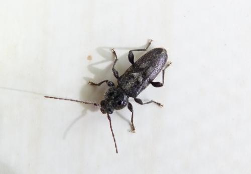 Réf. 305 987 : Hylotrupes bajulus