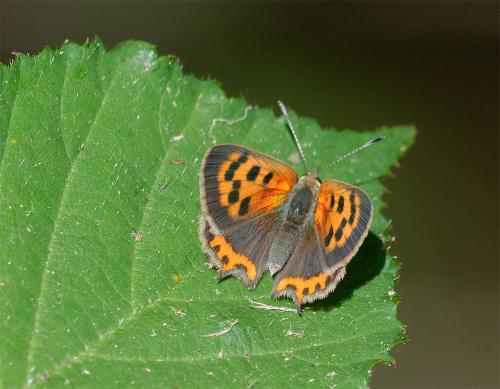 Lycaena phlaeas