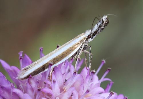 Réf. 305 636 : Pleurota aristella