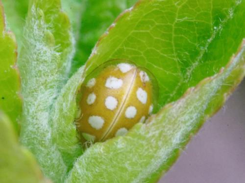Réf. 305 466 : Halyzia sedecimguttata