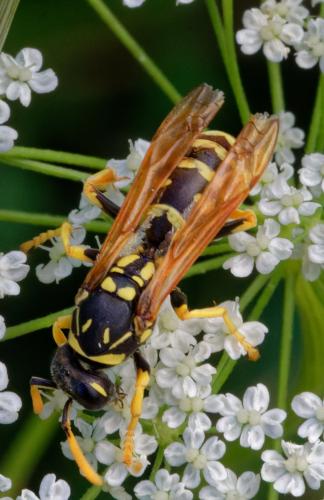 Polistes gallicus