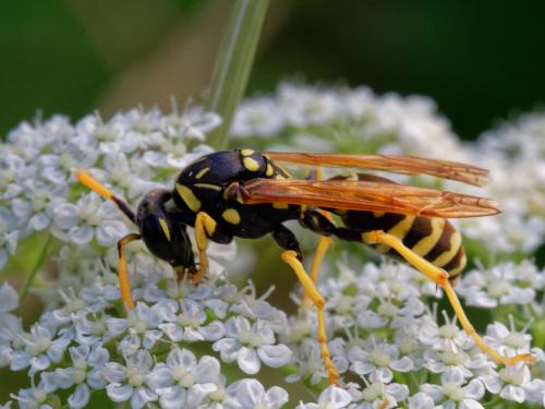 Polistes gallicus