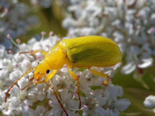 Réf. 305 794 : Cteniopus sulphureus