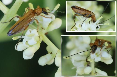Oedemera podagrariae