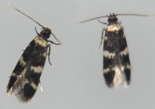 Oegoconia sp.