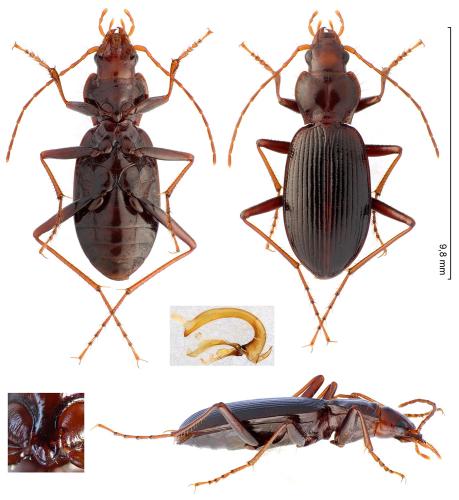 Oreonebria castanea