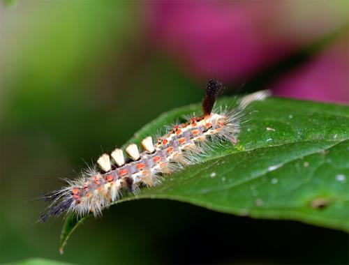 Orgyia antiqua