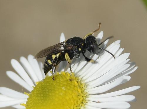 Oxybelus sp.
