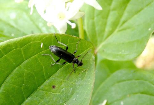 Réf. 305 556 : Grammoptera ruficornis