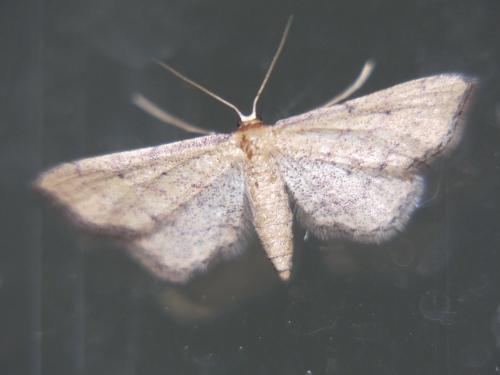Réf. 305 123 : Idaea infirmaria
