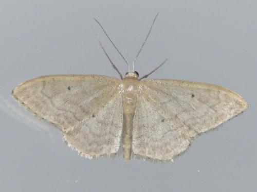 Réf. 305 124 : Idaea sardoniata