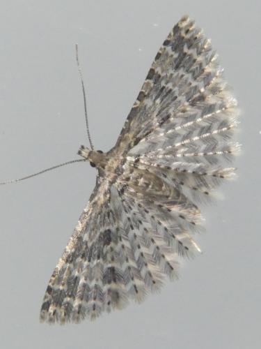 Alucita huebneri