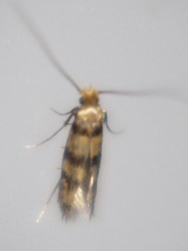 Tenaga sp.