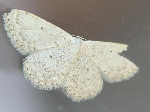 Réf. 305 495 : Scopula marginepunctata