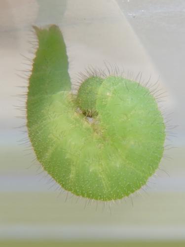 Lasiommata megera