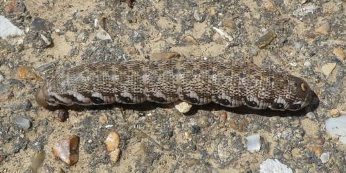 Proserpinus proserpina