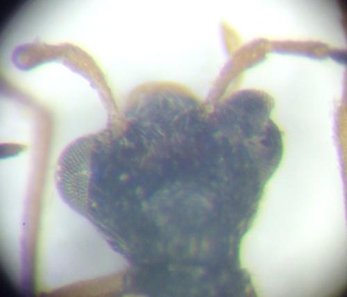 Malthinus sp.