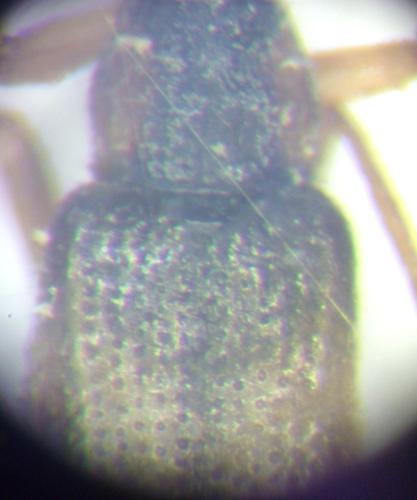 Malthinus sp.