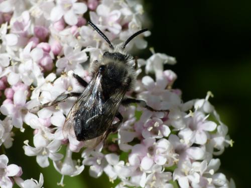 Réf. 305 563 : Melecta albifrons