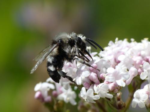 Réf. 305 564 : Melecta albifrons