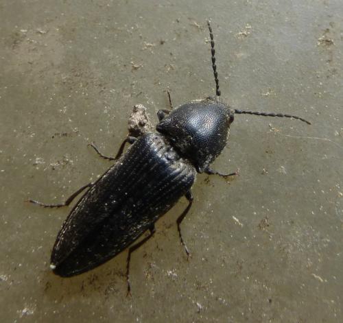 Cidnopus pilosus