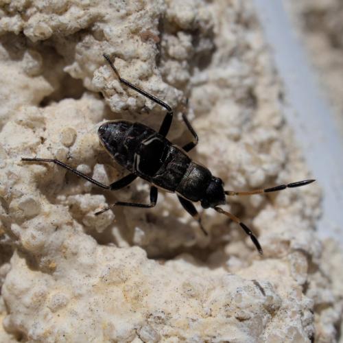 Réf. 305 854 : Rhyparochromus sp.