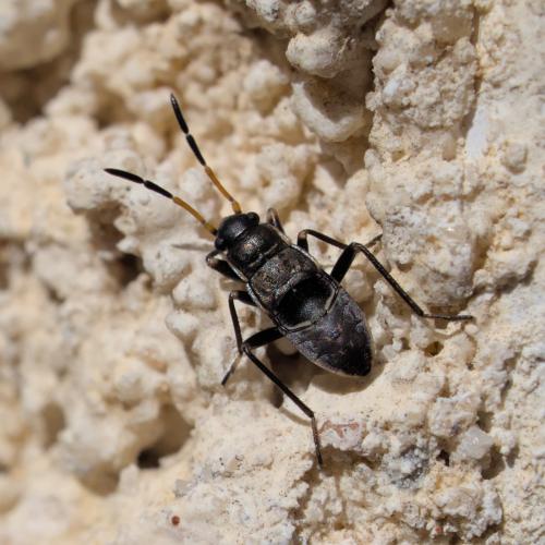 Réf. 305 855 : Rhyparochromus sp.