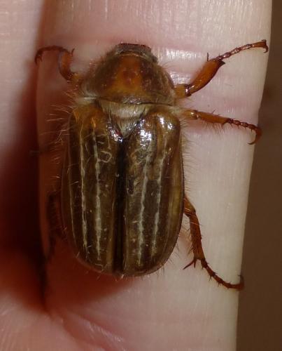 Amphimallon solstitiale