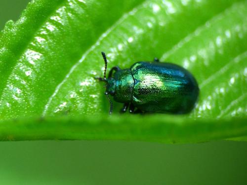 Plagiosterna aenea