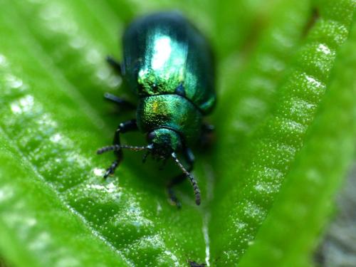 Réf. 305 377 : Plagiosterna aenea