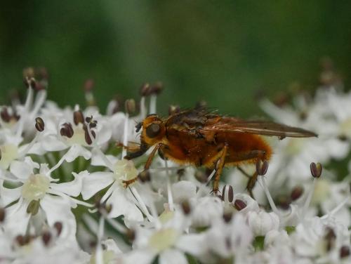 Scathophaga stercoraria