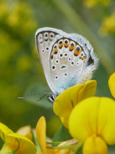 Réf. 305 074 : Plebejus argus