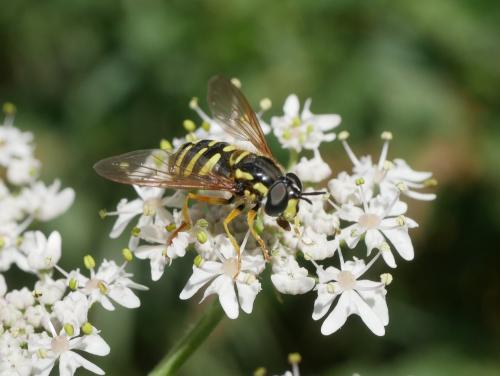 Réf. 305 060 : Chrysotoxum cautum