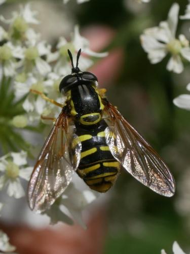 Réf. 305 061 : Chrysotoxum cautum
