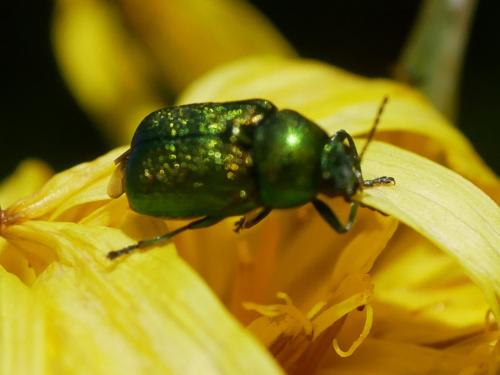 Cryptocephalus sp.
