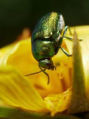 Cryptocephalus sp.