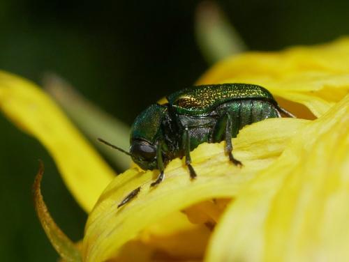 Cryptocephalus sp.